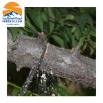 اره زنجیری تاشو کمپینگ مدل 65cm